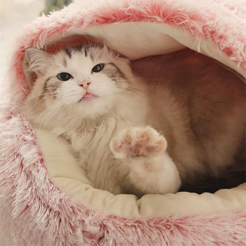 Pet textile